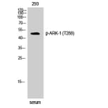 Western Blot - Anti-Aurora Kinase (phospho Thr288) Antibody (A0459) - Antibodies.com