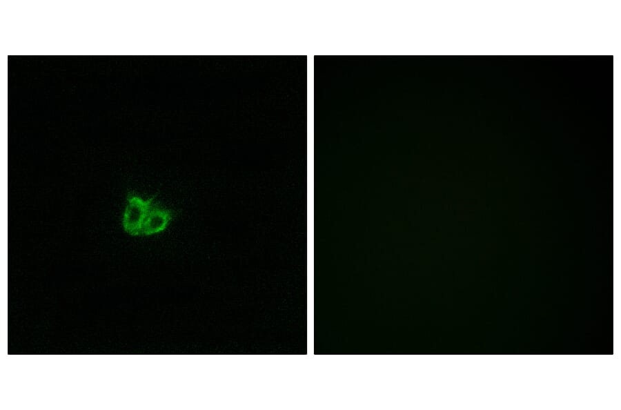 Immunofluorescence - Anti-Stathmin 1 (phospho Ser15) Antibody (A7230) - Antibodies.com
