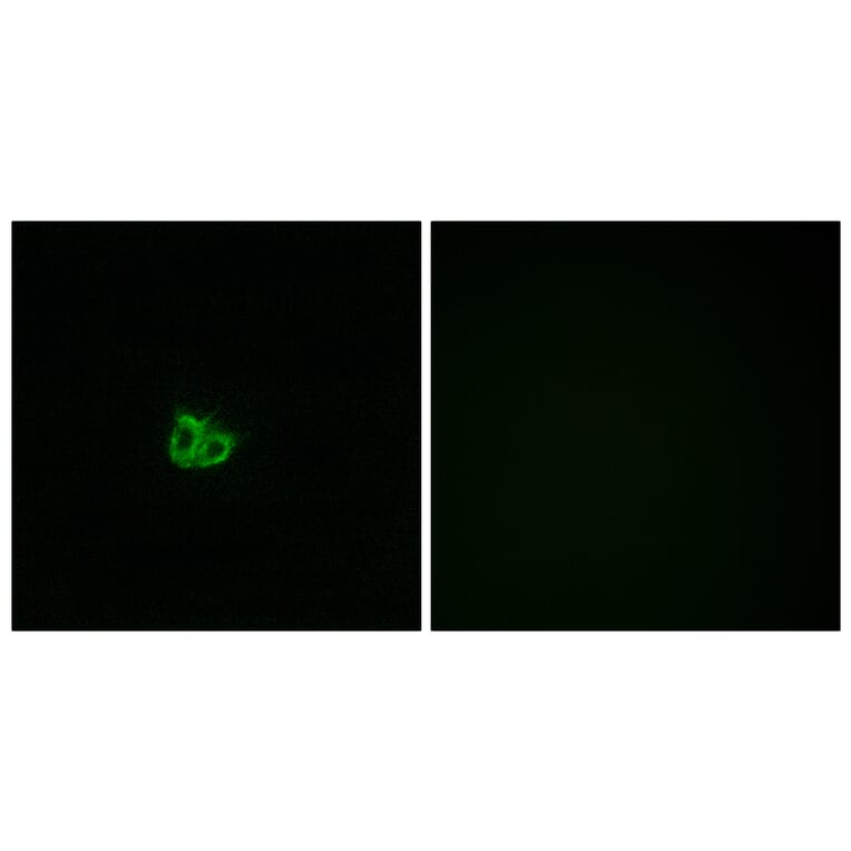 Immunofluorescence - Anti-Stathmin 1 (phospho Ser15) Antibody (A7230) - Antibodies.com