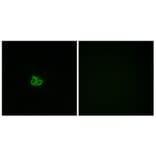 Immunofluorescence - Anti-Stathmin 1 (phospho Ser15) Antibody (A7230) - Antibodies.com