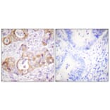 Immunohistochemistry - Anti-Keratin 8 (phospho Ser432) Antibody (A0883) - Antibodies.com