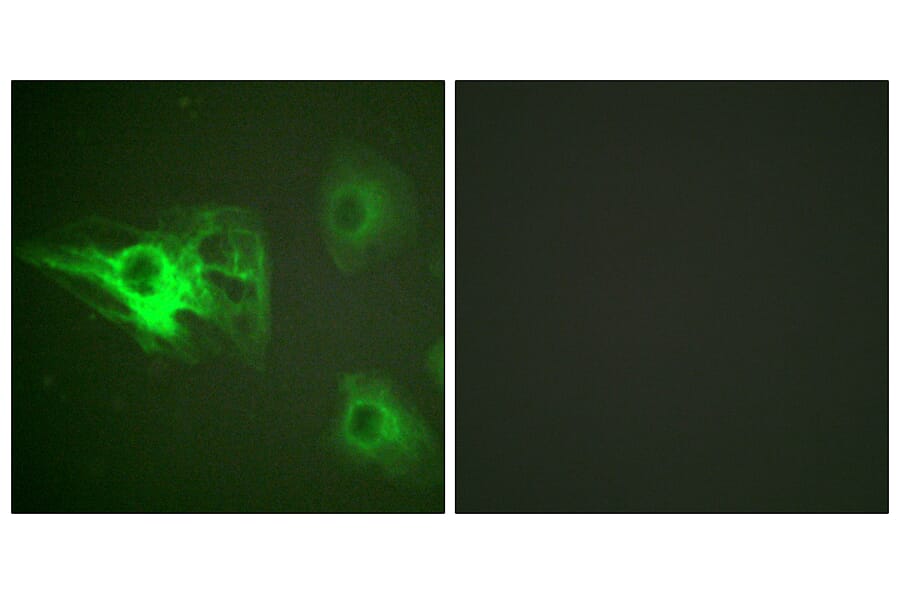 Immunofluorescence - Anti-Keratin 8 (phospho Ser432) Antibody (A0883) - Antibodies.com