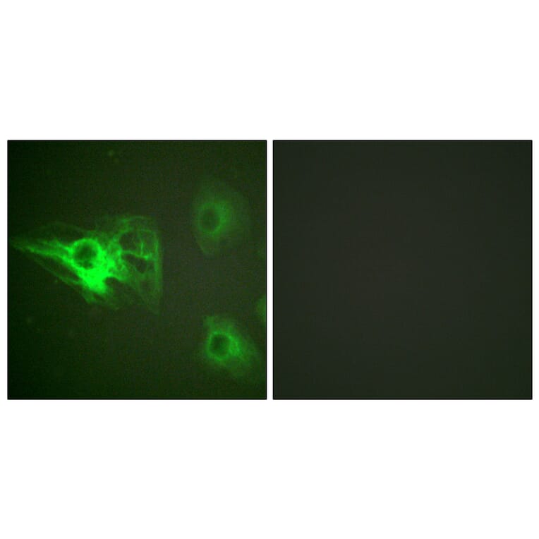 Immunofluorescence - Anti-Keratin 8 (phospho Ser432) Antibody (A0883) - Antibodies.com