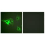 Immunofluorescence - Anti-Keratin 8 (phospho Ser432) Antibody (A0883) - Antibodies.com