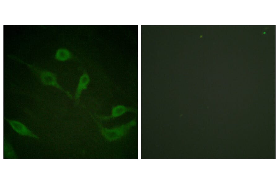 Immunofluorescence - Anti-Keratin 18 (phospho Ser33) Antibody (A0016) - Antibodies.com