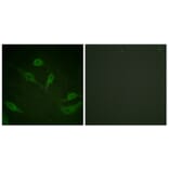 Immunofluorescence - Anti-Keratin 18 (phospho Ser33) Antibody (A0016) - Antibodies.com