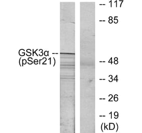 Western Blot - Anti-GSK3 alpha (phospho Ser21) Antibody (A7097) - Antibodies.com