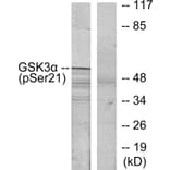 Western Blot - Anti-GSK3 alpha (phospho Ser21) Antibody (A7097) - Antibodies.com