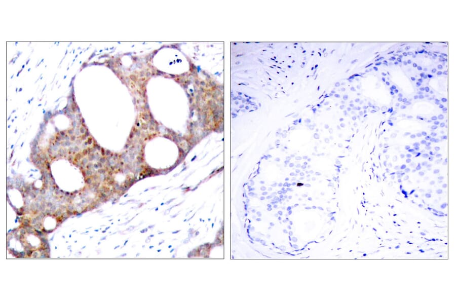 Immunohistochemistry - Anti-GSK3 alpha (phospho Ser21) Antibody (A7097) - Antibodies.com