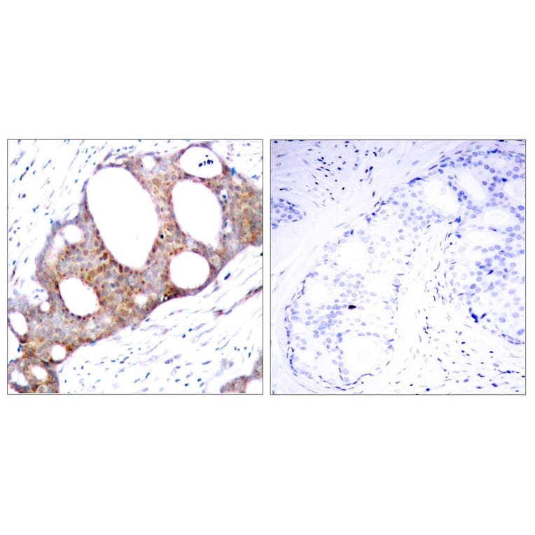 Immunohistochemistry - Anti-GSK3 alpha (phospho Ser21) Antibody (A7097) - Antibodies.com