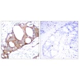 Immunohistochemistry - Anti-GSK3 alpha (phospho Ser21) Antibody (A7097) - Antibodies.com