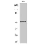 Western Blot - Anti-GSK3 alpha (phospho Ser21) Antibody (A7097) - Antibodies.com