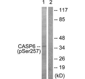 Western Blot - Anti-Caspase 6 (phospho Ser257) Antibody (A0058) - Antibodies.com