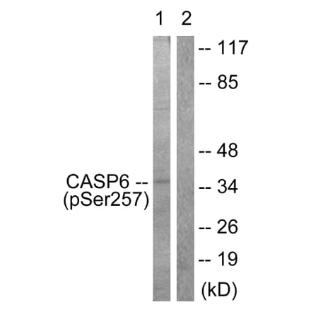 Western Blot - Anti-Caspase 6 (phospho Ser257) Antibody (A0058) - Antibodies.com