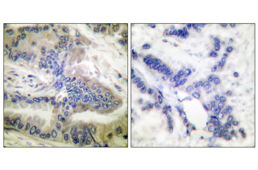 Immunohistochemistry - Anti-Caspase 6 (phospho Ser257) Antibody (A0058) - Antibodies.com