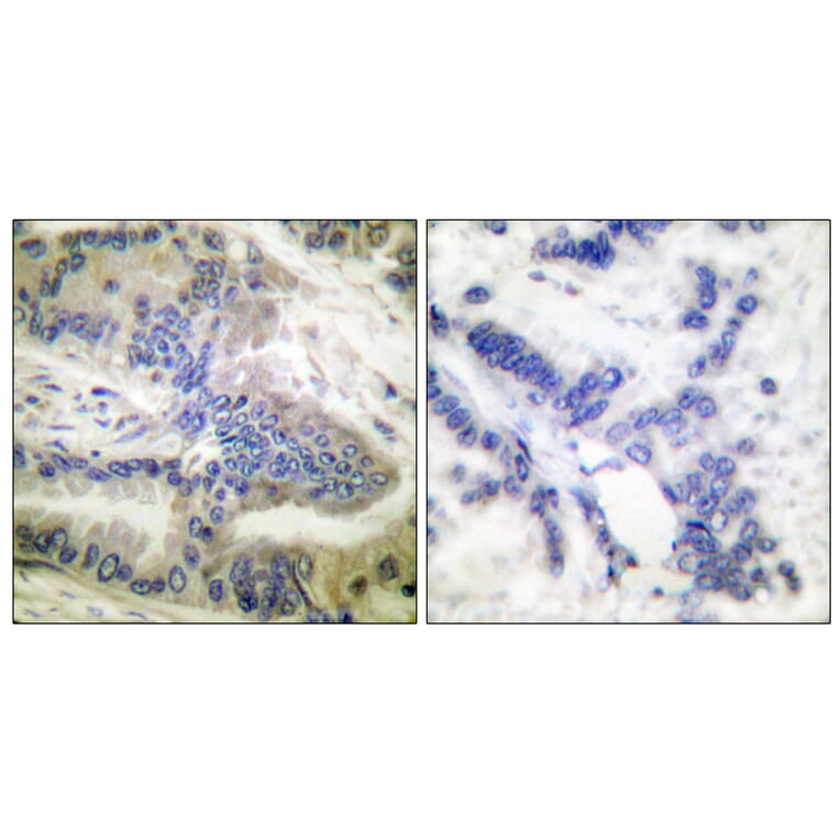 Immunohistochemistry - Anti-Caspase 6 (phospho Ser257) Antibody (A0058) - Antibodies.com