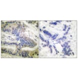 Immunohistochemistry - Anti-Caspase 6 (phospho Ser257) Antibody (A0058) - Antibodies.com