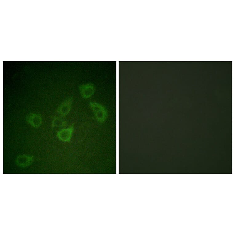 Immunofluorescence - Anti-Caspase 6 (phospho Ser257) Antibody (A0058) - Antibodies.com