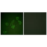 Immunofluorescence - Anti-Caspase 6 (phospho Ser257) Antibody (A0058) - Antibodies.com