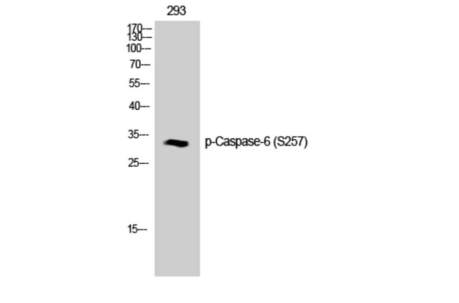 Western Blot - Anti-Caspase 6 (phospho Ser257) Antibody (A0058) - Antibodies.com