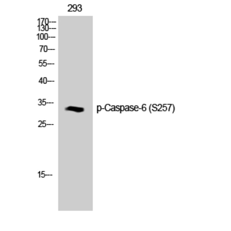 Western Blot - Anti-Caspase 6 (phospho Ser257) Antibody (A0058) - Antibodies.com