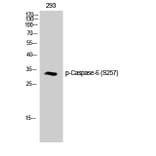 Western Blot - Anti-Caspase 6 (phospho Ser257) Antibody (A0058) - Antibodies.com