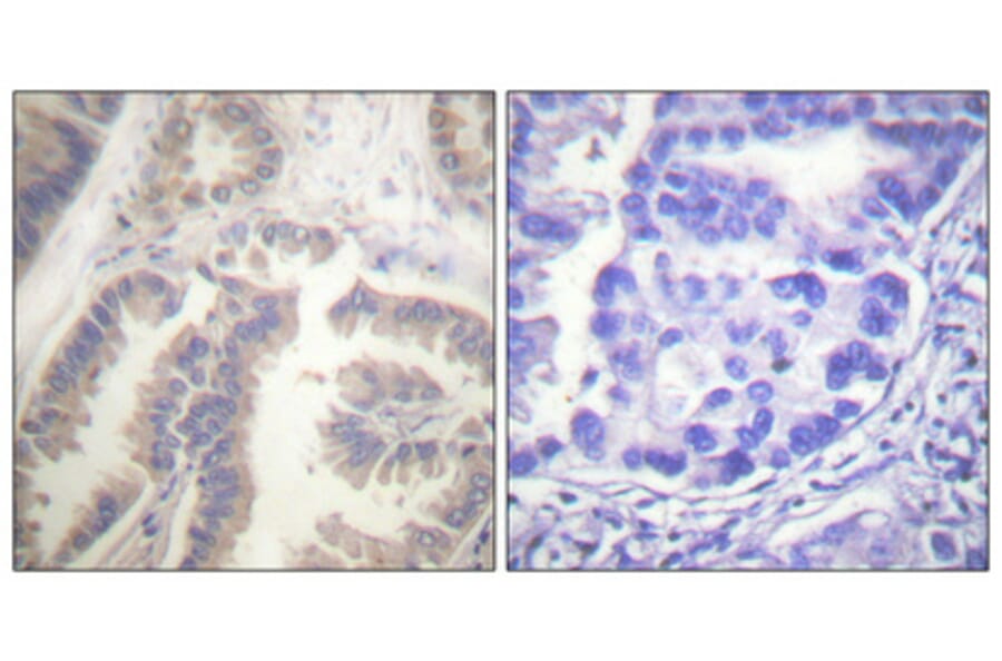 Immunohistochemistry - Anti-Caspase 6 (phospho Ser257) Antibody (A0058) - Antibodies.com