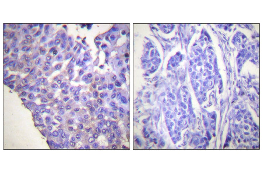 Immunohistochemistry - Anti-Caldesmon (phospho Ser789) Antibody (A0462) - Antibodies.com