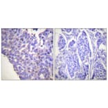 Immunohistochemistry - Anti-Caldesmon (phospho Ser789) Antibody (A0462) - Antibodies.com