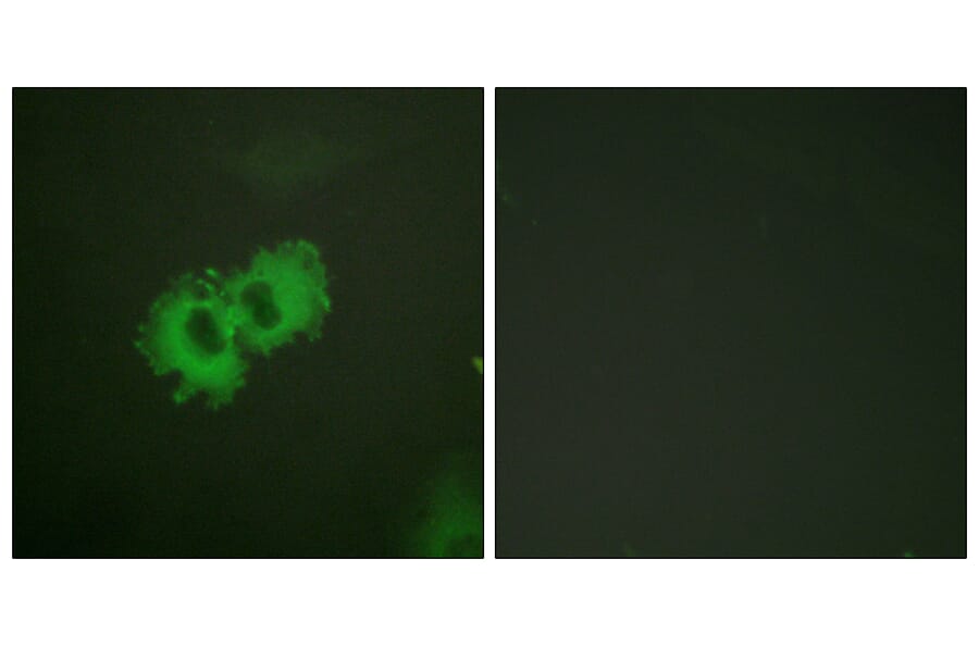 Immunofluorescence - Anti-Caldesmon (phospho Ser789) Antibody (A0462) - Antibodies.com