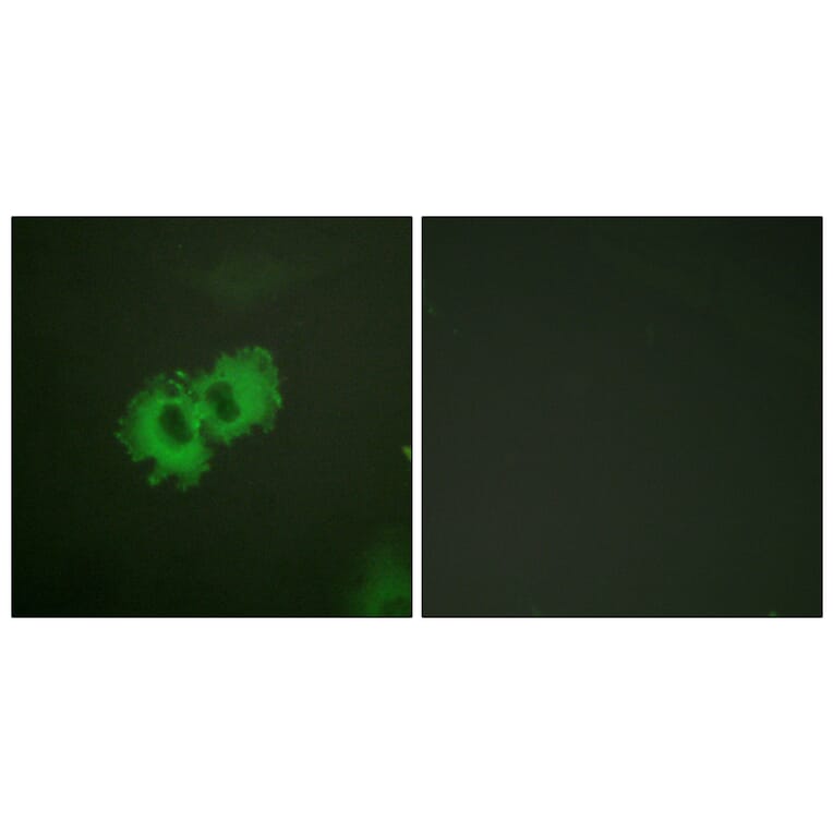 Immunofluorescence - Anti-Caldesmon (phospho Ser789) Antibody (A0462) - Antibodies.com