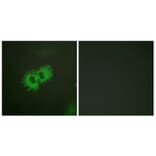 Immunofluorescence - Anti-Caldesmon (phospho Ser789) Antibody (A0462) - Antibodies.com