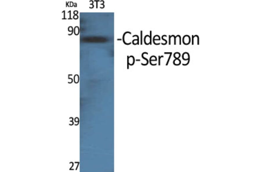 Western Blot - Anti-Caldesmon (phospho Ser789) Antibody (A0462) - Antibodies.com