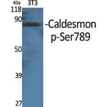 Western Blot - Anti-Caldesmon (phospho Ser789) Antibody (A0462) - Antibodies.com