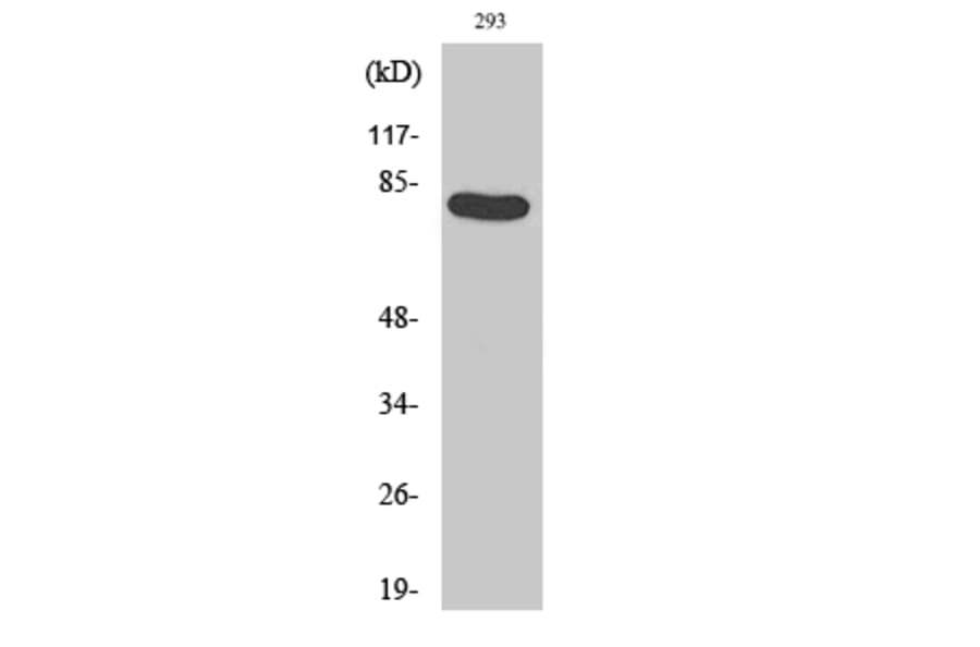 Western Blot - Anti-Caldesmon (phospho Ser789) Antibody (A0462) - Antibodies.com