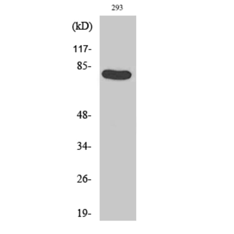 Western Blot - Anti-Caldesmon (phospho Ser789) Antibody (A0462) - Antibodies.com