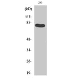 Western Blot - Anti-Caldesmon (phospho Ser789) Antibody (A0462) - Antibodies.com