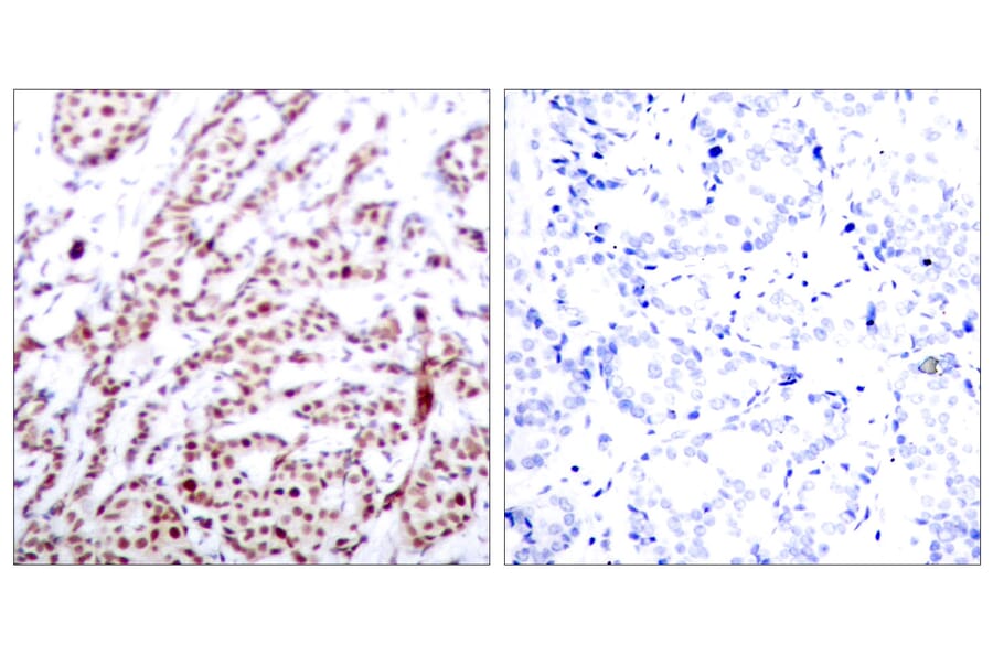 Immunohistochemistry - Anti-ATF2 (phospho Thr73 or 55) Antibody (A7016) - Antibodies.com