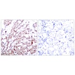 Immunohistochemistry - Anti-ATF2 (phospho Thr73 or 55) Antibody (A7016) - Antibodies.com