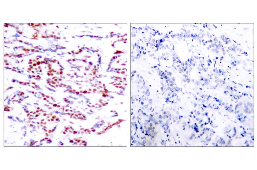 Immunohistochemistry - Anti-ATF2 (phospho Thr71 or 53) Antibody (A7015) - Antibodies.com