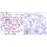 Immunohistochemistry - Anti-ATF2 (phospho Thr71 or 53) Antibody (A7015) - Antibodies.com