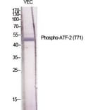 Western Blot - Anti-ATF2 (phospho Thr71 or 53) Antibody (A7015) - Antibodies.com