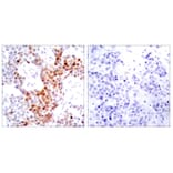 Immunohistochemistry - Anti-ATF2 (phospho Thr69 or 51) Antibody (A7014) - Antibodies.com