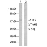 Western Blot - Anti-ATF2 (phospho Thr69 or 51) Antibody (A7014) - Antibodies.com