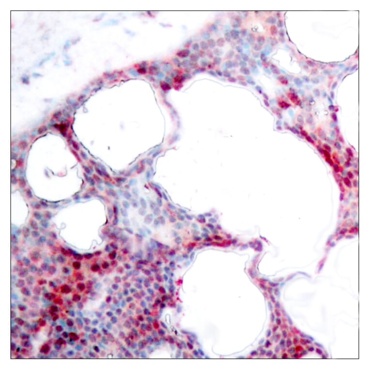 Immunohistochemistry - Anti-ATF2 (phospho Ser62 or 44) Antibody (A7013) - Antibodies.com