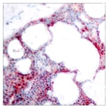 Immunohistochemistry - Anti-ATF2 (phospho Ser62 or 44) Antibody (A7013) - Antibodies.com