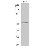 Western Blot - Anti-ATF2 (phospho Ser62 or 44) Antibody (A7013) - Antibodies.com