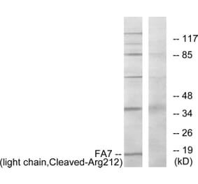 Western Blot - Anti-FA7 (light chain,cleaved Arg212) Antibody (L0259) - Antibodies.com