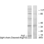 Western Blot - Anti-FA7 (light chain,cleaved Arg212) Antibody (L0259) - Antibodies.com