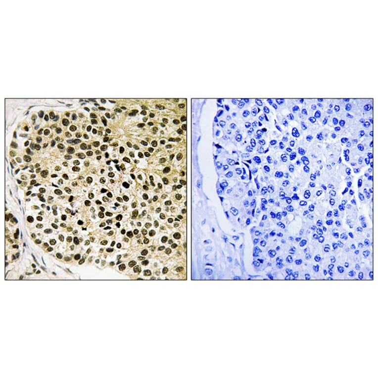 Immunohistochemistry - Anti-NFAT3 (phospho Ser168+Ser170) Antibody (A8385) - Antibodies.com